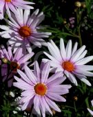 Argyranthemum frutescens