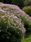 Argyranthemum frutescens