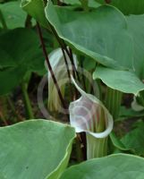 Arisaema candidissimum