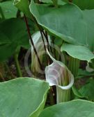 Arisaema candidissimum