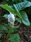 Arisaema candidissimum