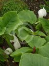 Arisaema candidissimum