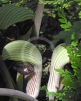 Arisaema ringens