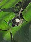 Arisaema ringens