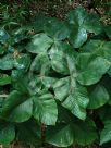 Arisaema ringens