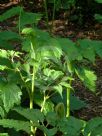 Arisaema tortuosum