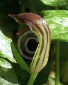 Arisarum vulgare