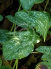 Arisarum vulgare