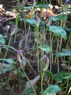 Arisarum vulgare