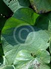 Aristolochia macrophylla