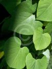 Aristolochia macrophylla