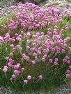 Armeria maritima