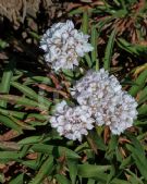 Armeria pseudoarmeria