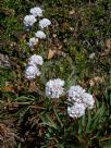 Armeria pseudoarmeria