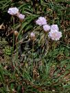 Armeria pseudoarmeria