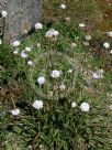 Armeria pseudoarmeria