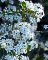 Aronia melanocarpa