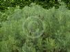 Artemisia absinthium