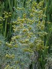 Artemisia arborescens