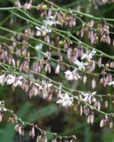 Arthropodium milleflorum