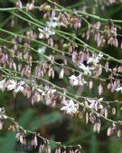 Arthropodium milleflorum