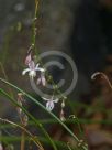 Arthropodium milleflorum