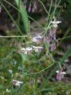 Arthropodium milleflorum