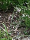 Arthropodium milleflorum