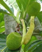 Artocarpus altilis