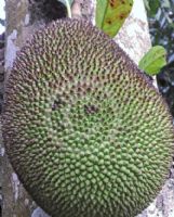 Artocarpus heterophyllus