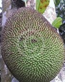 Artocarpus heterophyllus