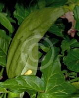 Arum italicum