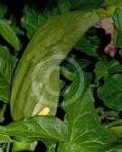 Arum italicum