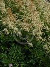 Aruncus dioicus