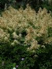 Aruncus dioicus