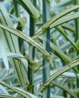 Arundo donax versicolor