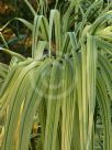 Arundo donax versicolor