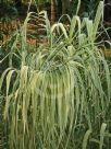 Arundo donax versicolor