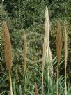 Arundo donax