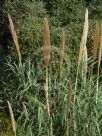 Arundo donax