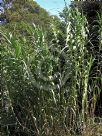 Arundo donax