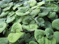 Asarum canadense