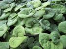 Asarum canadense