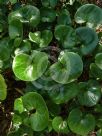 Asarum europaeum