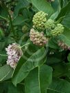 Asclepias syriaca