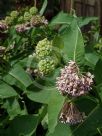 Asclepias syriaca