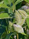 Asclepias syriaca