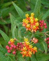 Asclepias tuberosa