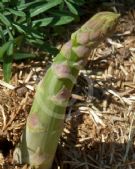 Asparagus officinalis