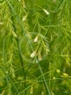 Asparagus officinalis